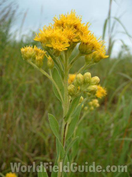 Top Of Plant in  Bloom<br>(Location of Picture: Chiwaukee, Wi, Aug 19, 2006)
