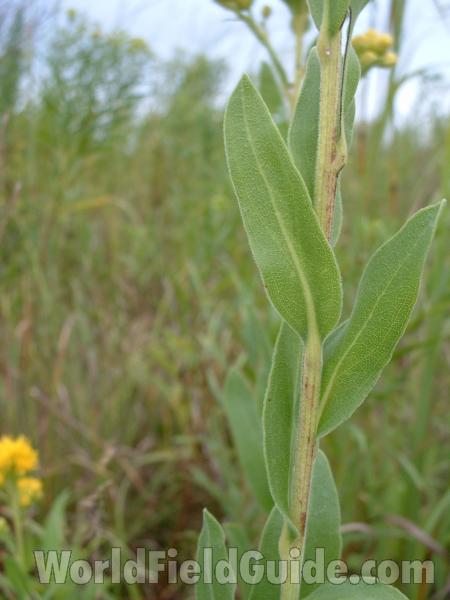 Leaves On Mid Stem<br>(Location of Picture: Chiwaukee, Wi, Aug 19, 2006)