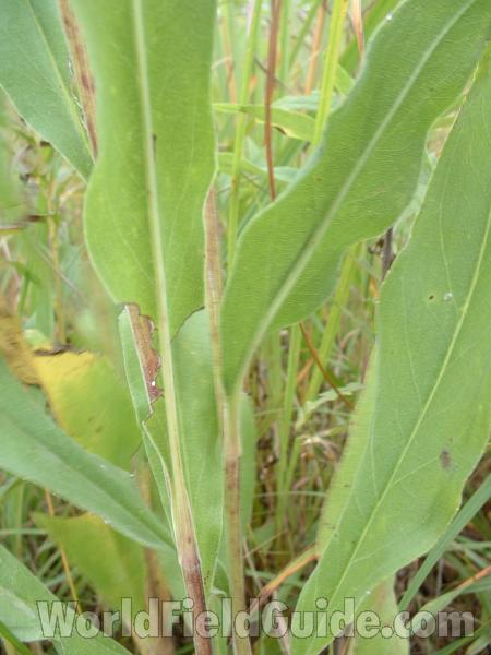 Lower Leaves<br>(Location of Picture: Chiwaukee, Wi, Aug 19, 2006)