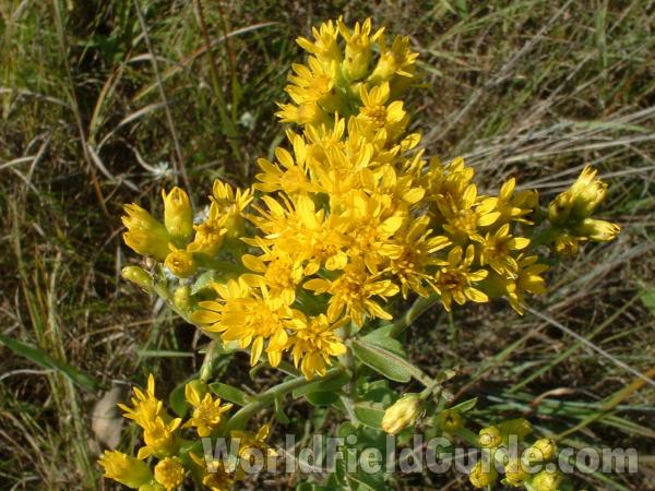 Flowers - Close View<br>(Location of Picture: Chiwaukee Prairie, Aug 30, 2006)