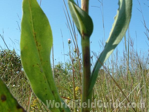 Lower Stem<br>(Location of Picture: Chiwaukee Prairie, Aug 30, 2006)