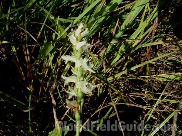 Top of Plant in  Bloom<br>(Location of Picture: Chiwaukee Prairie, Wisconsin, 2006)