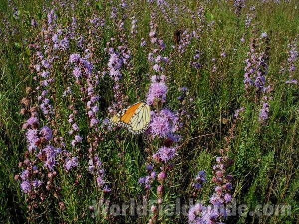 In Field On Liatris Lig<br>(Location of Picture: Chiwaukee, Wisconsin, USA)