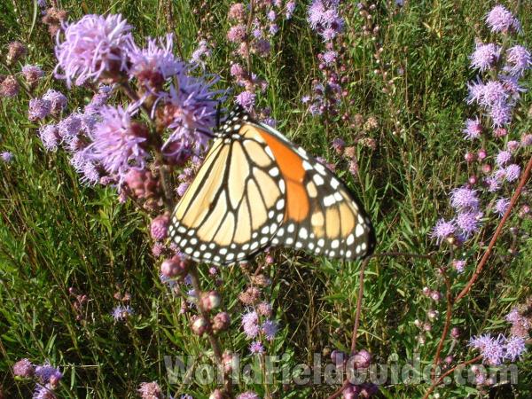 On Liatris<br>(Location of Picture: Chiwaukee, Wisconsin, USA)