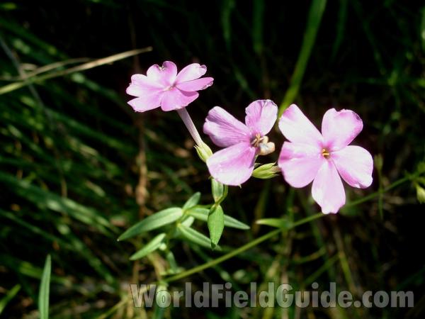 Flowers<br>(Location of Picture: Chiwaukee Prairie, Wi, Aug 30, 2006)