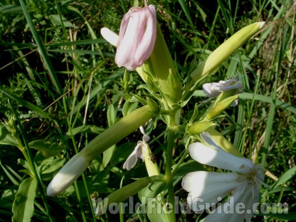 Bud<br>(Location of Picture: Chiwaukee Prairie, Aug 30, 2006)