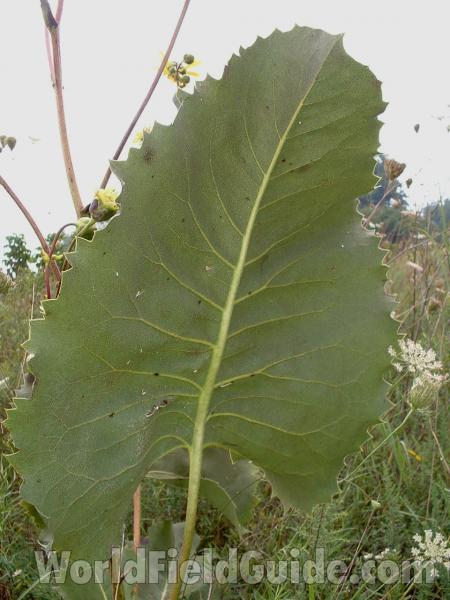 Leaf Underside<br>(Location of Picture: Chiwaukee, Wis)