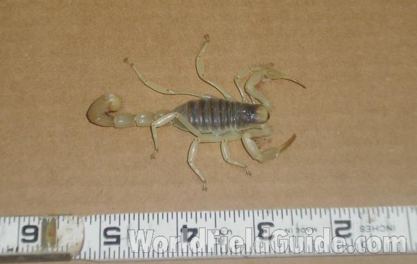 Alive With Ruler<br>(Location of Picture: Desert - Southern California)