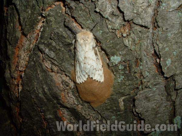 On Oak (q Alba), Female With Egg Case<br>(Location of Picture: Mchenry, Il, July 25, 2007)