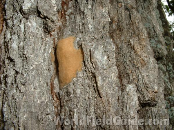 On Oak (q Alba), Female With Egg Case<br>(Location of Picture: Mchenry, Il, July 25, 2007)