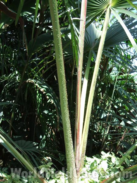 Stems<br>(Location of Picture: Garfield Conservatory, Chicago, 200)
