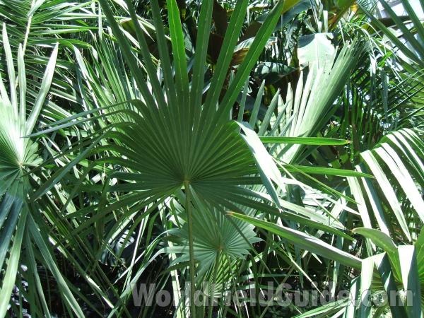Base<br>(Location of Picture: Garfield Conservatory, Chicago, 07)