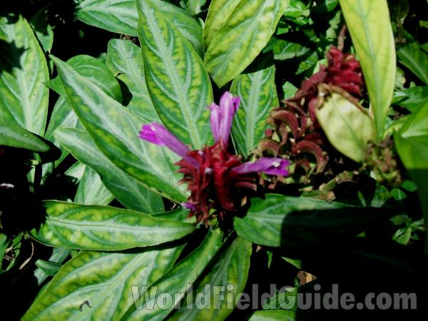 Flowers<br>(Location of Picture: Garfield Conservatory, Chicago, 07)