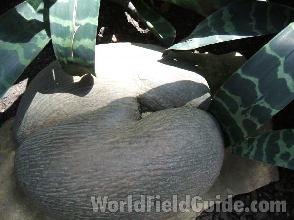 Model Of Seed<br>(Location of Picture: Garfield Conservatory, Chicago, 07)