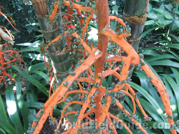 Stem and Reproduction<br>(Location of Picture: Garfield Conservatory, Chicago, 07)
