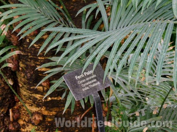 Leaves - Closer View<br>(Location of Picture: Garfield Conservatory, Chicago, 07)