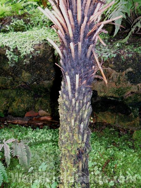 Trunk<br>(Location of Picture: Garfield Conservatory, Chicago, 07)