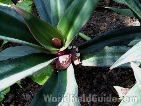 Close View Of Center<br>(Location of Picture: Garfield Conservatory, Chicago, 07)
