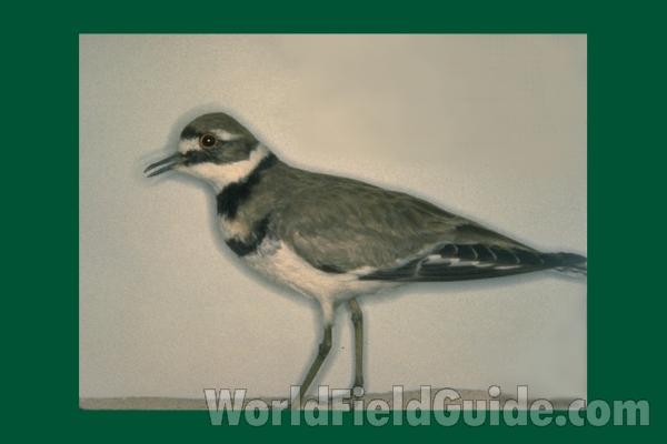 Museum Specimen<br>(Location of Picture: Field Museum of Chicago)