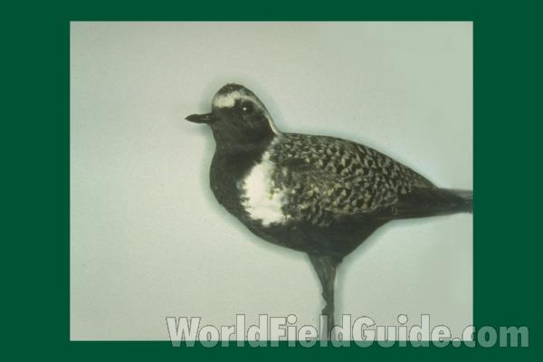 Museum Specimen<br>(Location of Picture: Field Museum of Chicago)