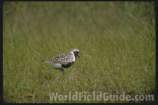 Habitat View<br>(Location of Picture: Florida, USA)