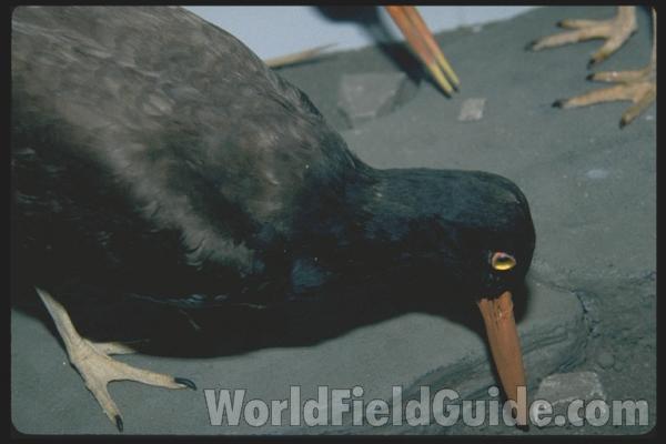 Museum Specimen<br>(Location of Picture: Field Museum of Chicago)