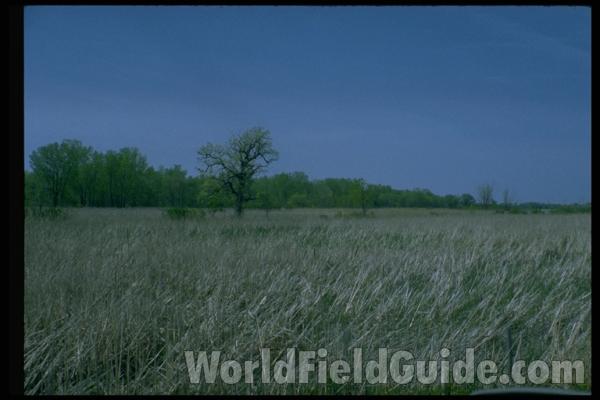 <br>(Location of Picture: Zion Beach State Park)<br>(Location of Picture: Zion Beach State Park)<br>(Location of Picture: Zion Beach State Park)