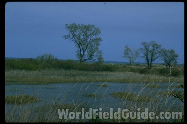 <br>(Location of Picture: Zion Beach State Park)<br>(Location of Picture: Zion Beach State Park)