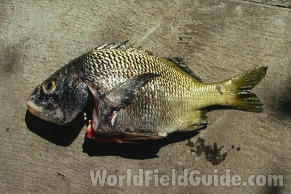 Recent Catch<br>(Location of Picture: Nicaragua, Pacific Coast)