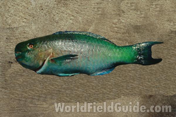 Recent Catch<br>(Location of Picture: Nicaragua, S Pacific Coast)