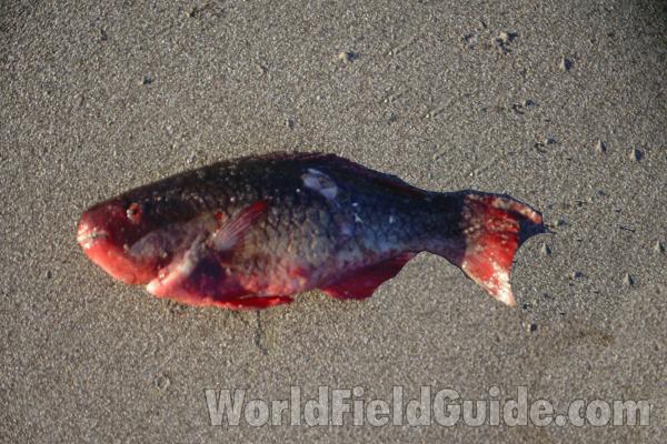Recent Catch - Female<br>(Location of Picture: Nicaragua S Pacific Coast)