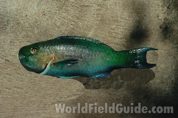 Recent Catch<br>(Location of Picture: Nicaragua S Pacific Coast)