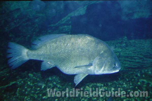 Aquarium - Side View<br>(Location of Picture: Outdoor World, Il, USA)