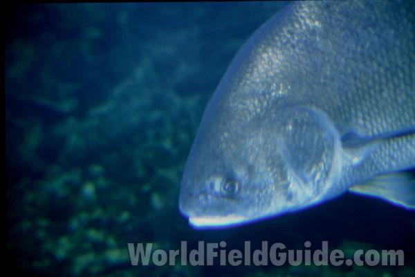 Aquarium View Of Head<br>(Location of Picture: Outdoor World, Il, USA)