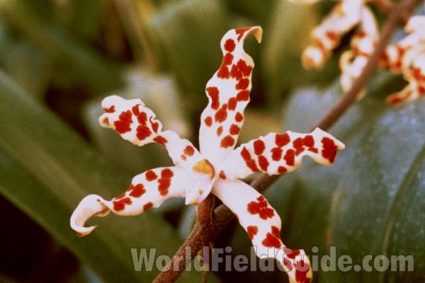 Male Flower<br>(Location of Picture: Florida Greenhouse)