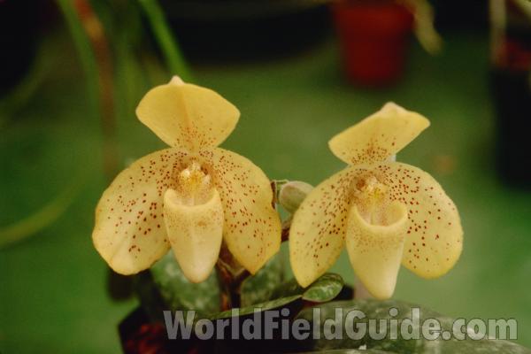 Two Yellow Flowers<br>(Location of Picture: Hausermann, Illinois, USA)