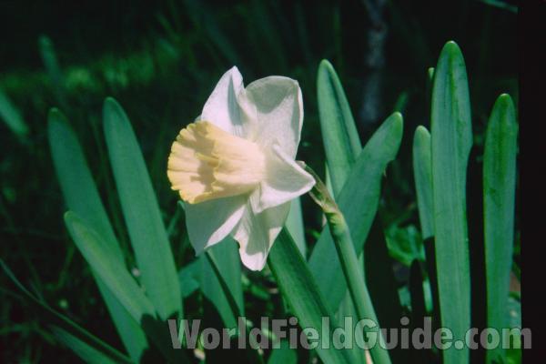 Flower<br>(Location of Picture: Garden, Round Lake, Illinois, USA)