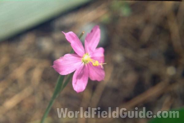 Flower<br>(Location of Picture: Spokane, Washington, USA)