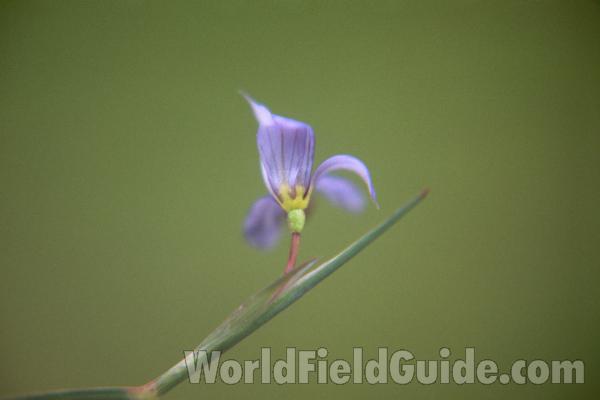 Flower<br>(Location of Picture: Limbelt, Blue Lake, Washington, USA)