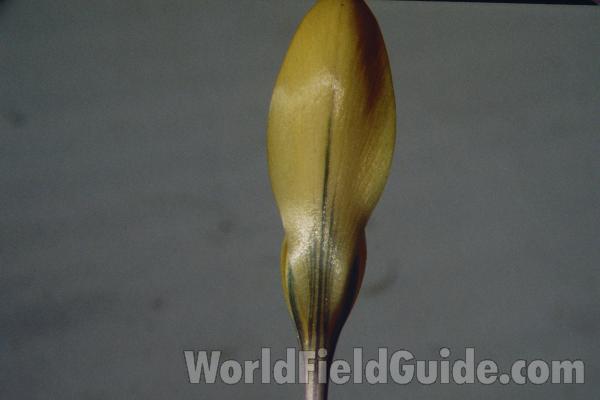 Silhouette<br>(Location of Picture: Garden, Mchenry, Il, USA, 2005)<br>(Location of Picture: Garden, Okanogan, Washington, USA)