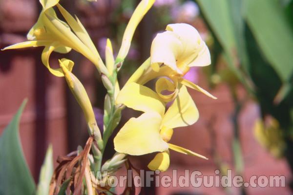 Flowers<br>(Location of Picture: Chs, Glencoe, Il, USA, July 2001)