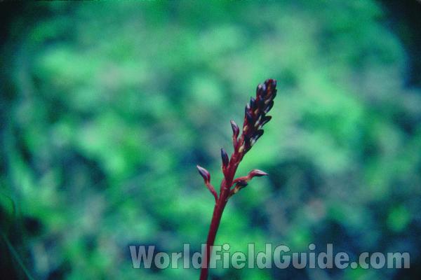 Top Of Plant in  Bloom<br>(Location of Picture: Browns Lake, Washington, USA)