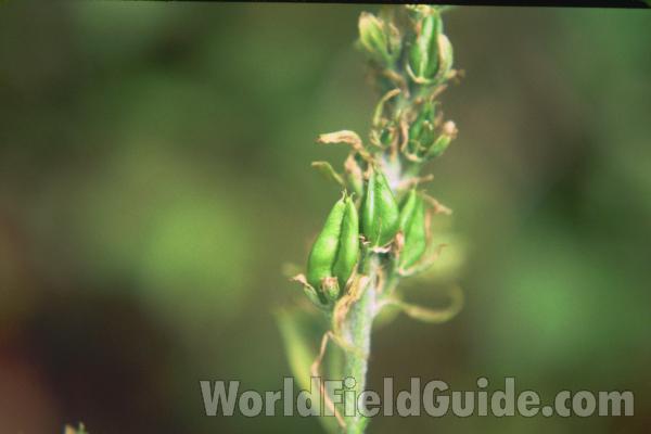 Seed Heads<br>(Location of Picture: Hurley Peak, Washington, USA)