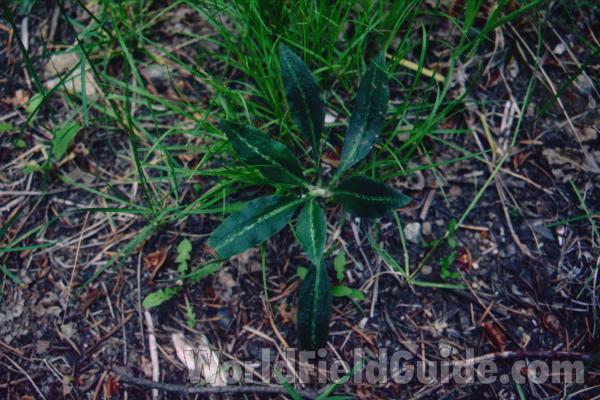Habitat View Of Leaves<br>(Location of Picture: Blewitt Pass, Washington, USA)