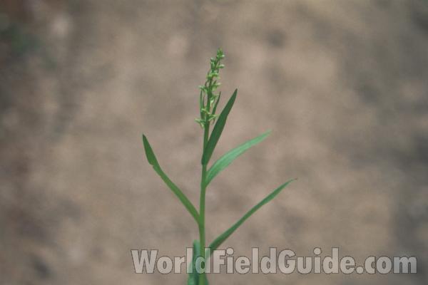 Top Of Plant<br>(Location of Picture: Beaver Lake, Washington, USA)