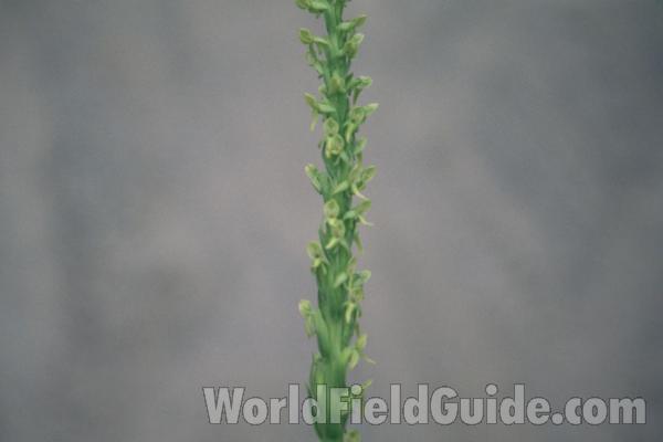 Stalk<br>(Location of Picture: Loup Loup, Washington, USA)