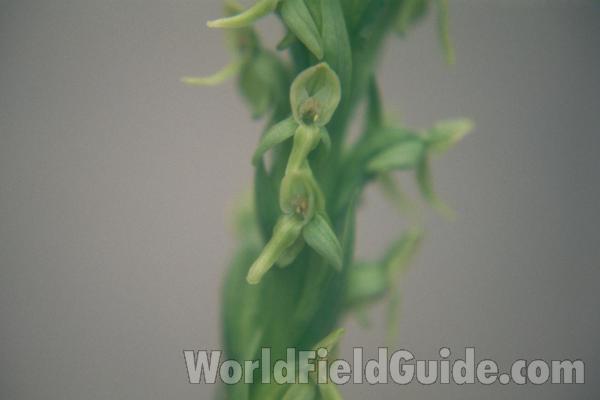 Flower<br>(Location of Picture: Loup Loup, Washington, USA)