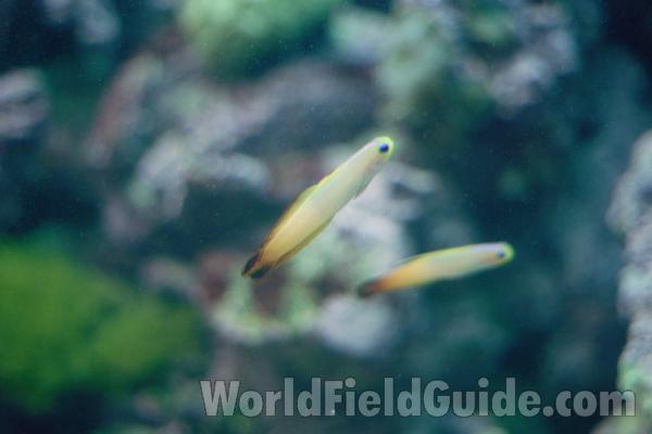 Aquarium View<br>(Location of Picture: Vancouver, Bc, Canada)