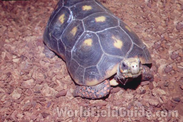 Front View<br>(Location of Picture: Reptile Show, Gurnee, Illinois)