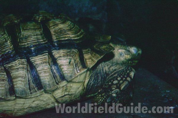 Zoo View<br>(Location of Picture: Reptile Show, Gurnee, Illinois, USA)